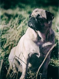 Close-up of dog on field