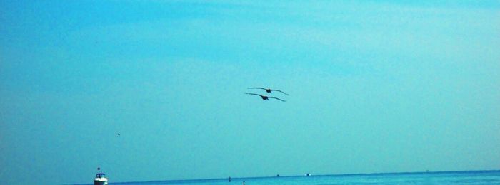 Seagull flying over calm blue sea