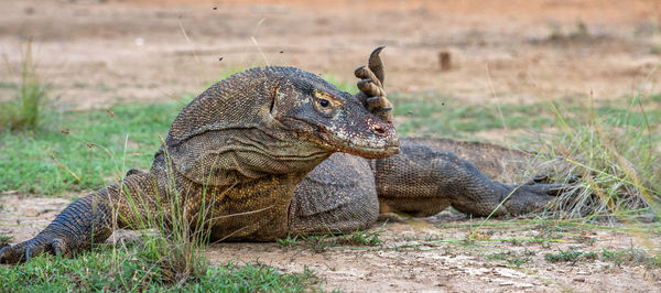 Side view of a turtle on field