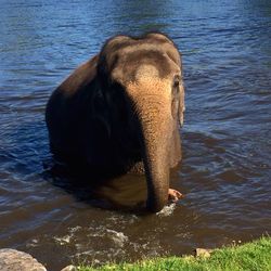 Elephant in river