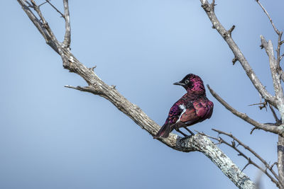 Low angle view of bird perching on branch