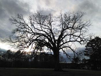 Silhouette of bare tree against storm clouds