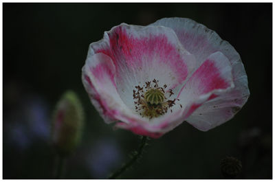 Close-up of pink flower blooming against black background