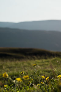 Yellow flowering plant on field against sky