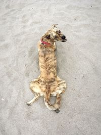 High angle view of dog sitting outdoors