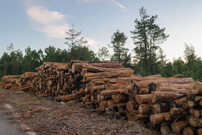 Stack of logs on field against trees in forest