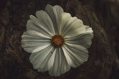 Close-up of white flower blooming outdoors