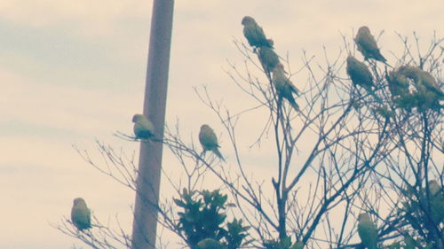 Low angle view of bird perching on tree against sky