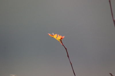 Low angle view of flowering plant against sky