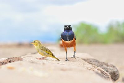 Close-up of birds perching on rock against sky