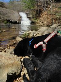 Dog in water