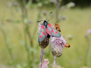 Close-up of insect on flower