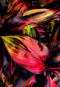 Full frame shot of multi colored flowering plant