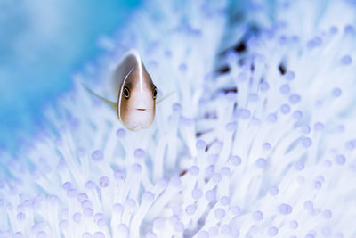 Pink clownfish