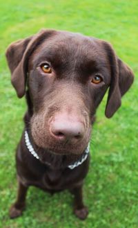 Close-up portrait of dog