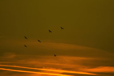 Low angle view of birds flying against orange sky