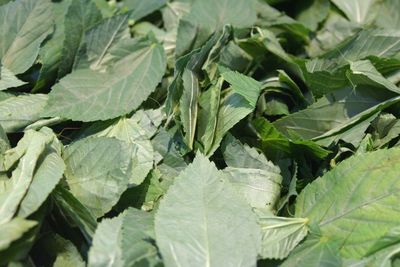 Close-up of fresh green leaves