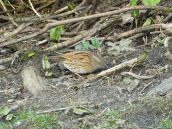 Close-up of duck on field