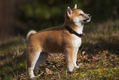 Dog looking away on field