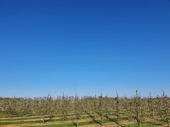 Scenic view of agricultural field against clear blue sky