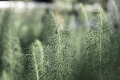 Close-up of crops growing on field