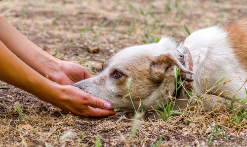 Close-up of dog on field