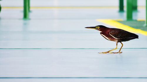 Close-up of bird perching on water