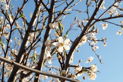 Low angle view of cherry blossoms in spring