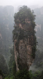 Trees growing on mountain