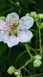 Close-up of white flowers blooming outdoors