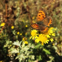 Close-up of butterfly pollinating on flower