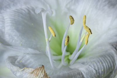 Close-up of white flowering plant