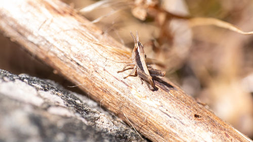 Close-up of insect on wood