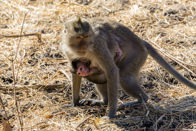 Monkey in a field