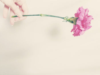 Close-up of hand holding pink flowering plant against white background