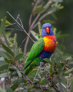 Close-up of parrot perching on plant