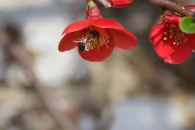 Close-up of red flower