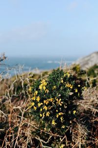 Close-up of plants against sea