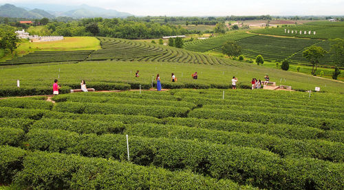 High angle view of people on agricultural field