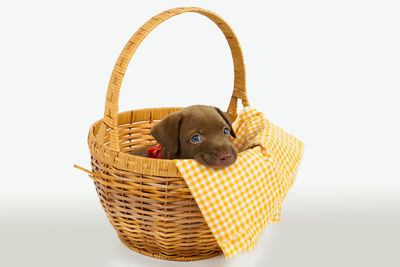 Close-up of a dog in a basket against white background