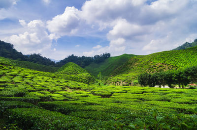 Scenic view of agricultural field against sky