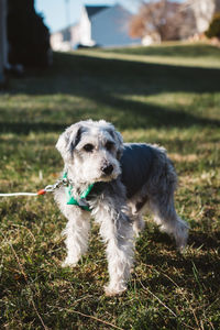 Close-up of dog on field