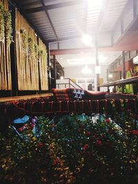 View of potted plants in corridor of building