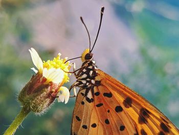 Close-up of butterfly pollinating on flower