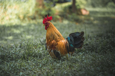 Chicken on grass