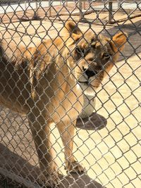 chainlink fence