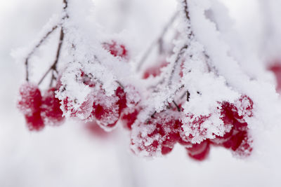 Rowanberries in cold winter frost