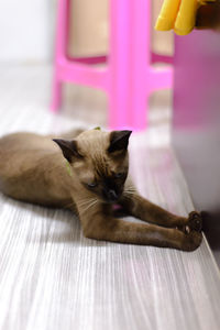 Portrait of cat resting on floor at home