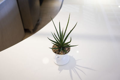 Close-up of potted plant on table