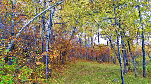 Trees in forest during autumn